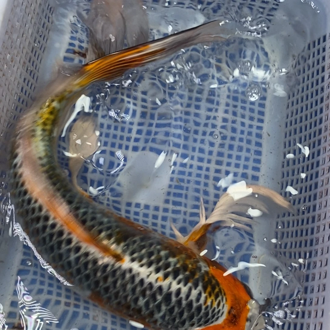 锦鲤冷水锦鲤包邮