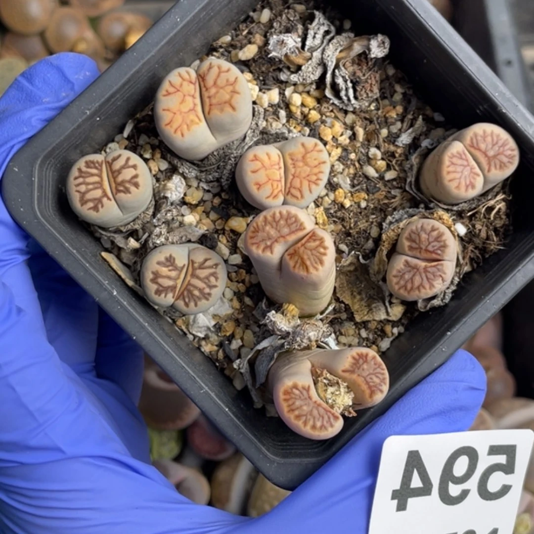 非偏远满20包邮594