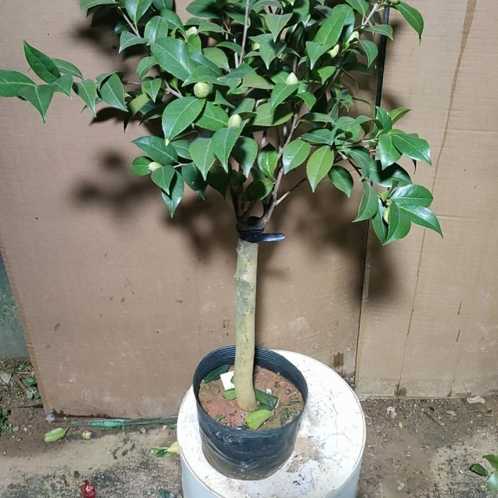 431干贝利，原盆原土发货，不包邮