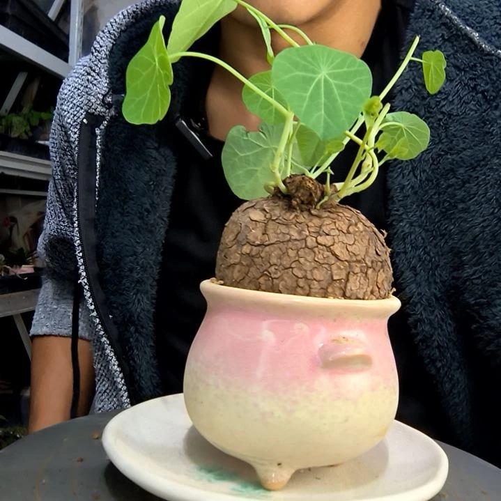 木****ง中青园艺一物一拍196