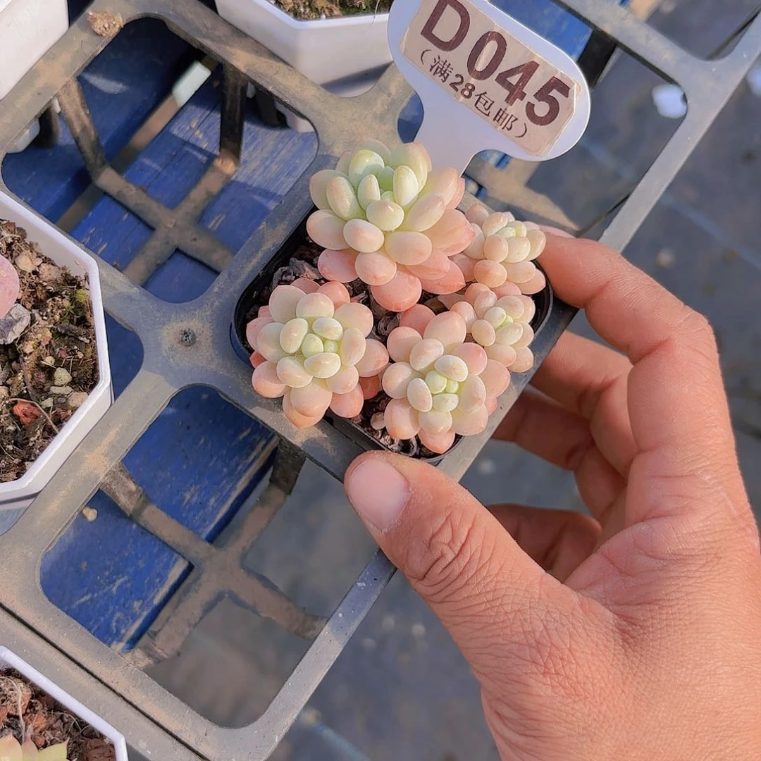 星*D045鱼子酱一物一拍