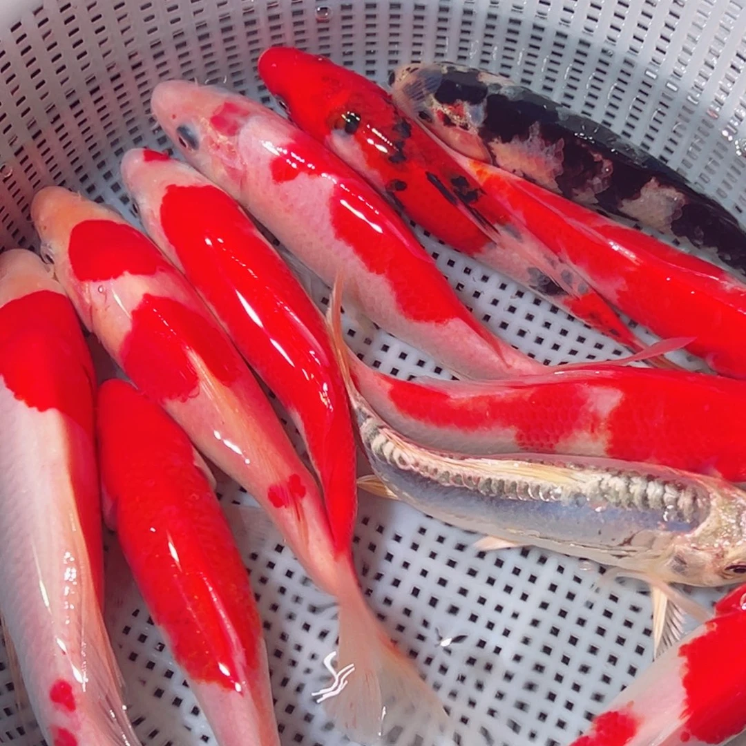 锦鲤锦鲤观赏鱼1111