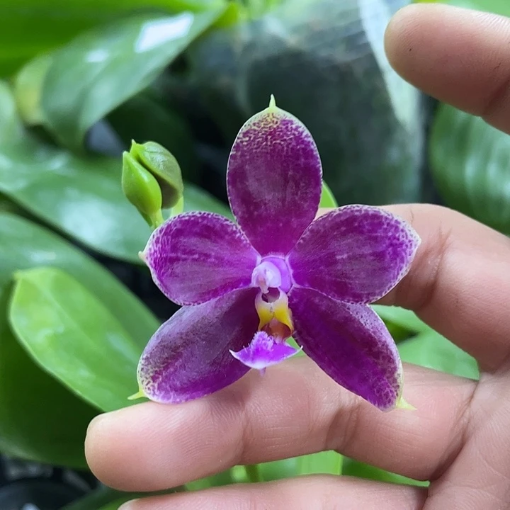 完全开放梅花烙 2.5寸带花两倍砖石交蓝喜鹊