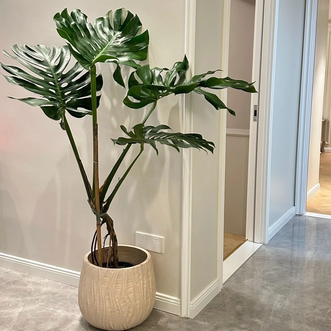 【独杆老桩龟背竹4-6叶】可水培土培绿植盆栽室内北欧风ins