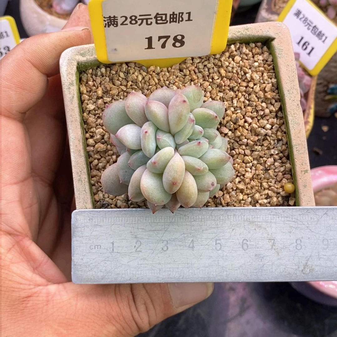 1178石榴仔朵朵缀多肉植物