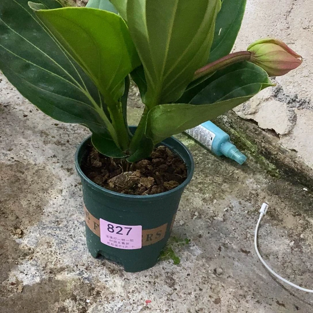 木本植物@**阿木本花卉827