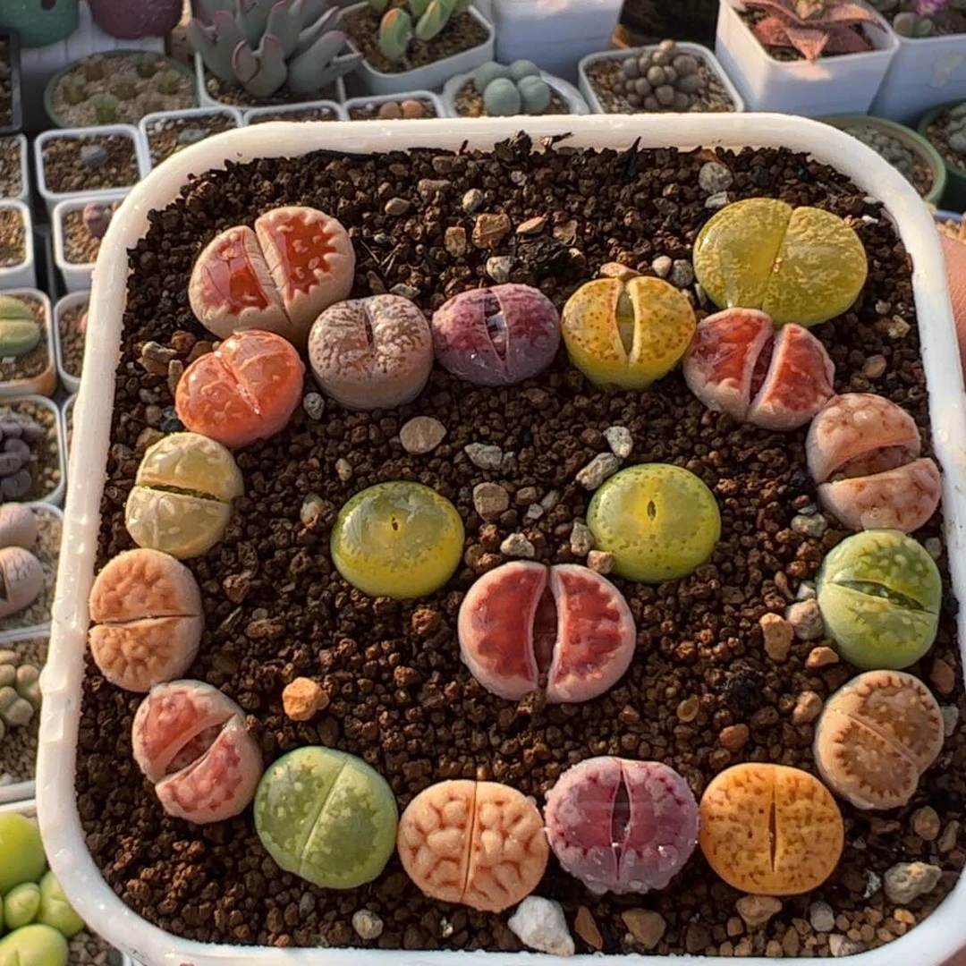 一组猪宝宝组合多肉