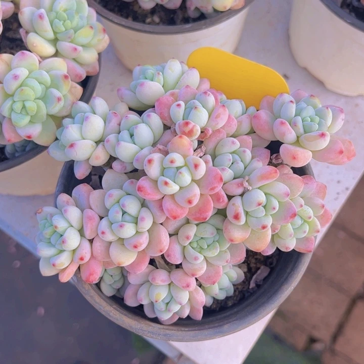 健健康康平平安安