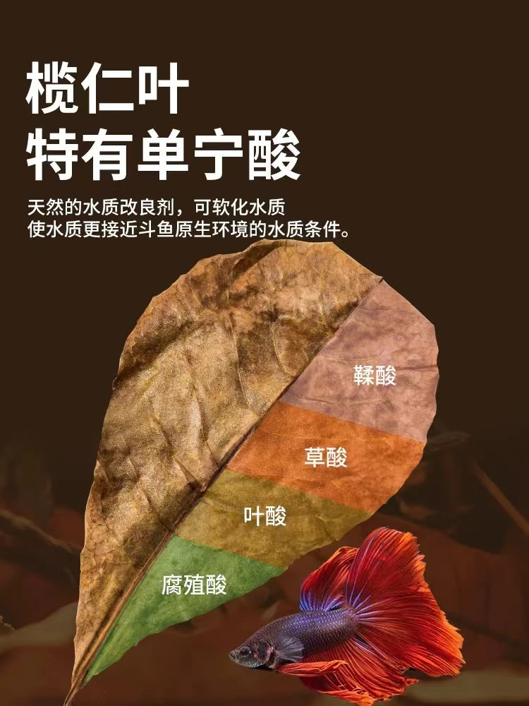 榄仁叶水族斗鱼调节水质更快适应