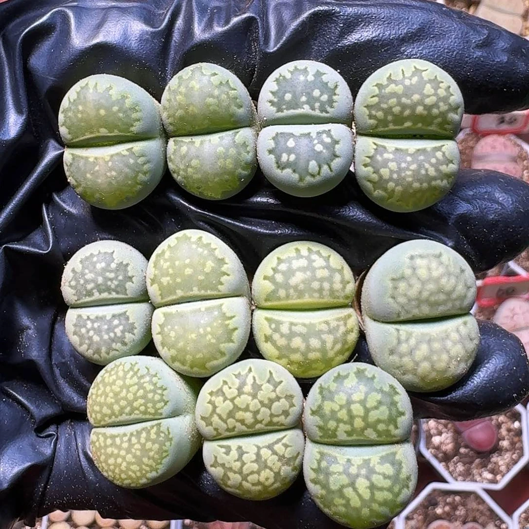 生石花等植物12111。  190