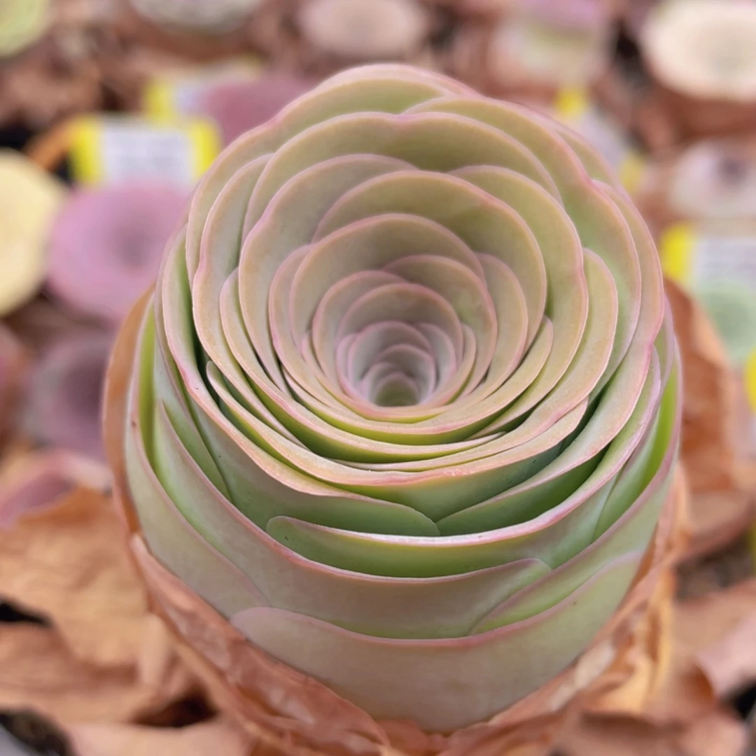 山地玫瑰Z507断枝不包损不售后