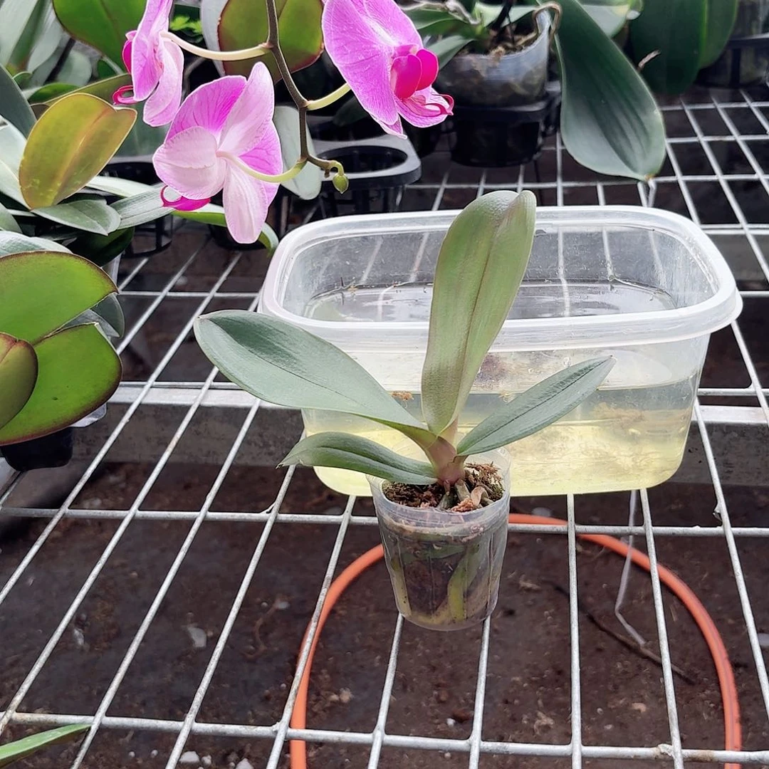 蝴蝶兰粉色系列魅力无限1颗2.0杯