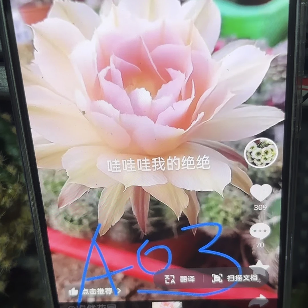 A03彩侧牙20包邮仙人球28