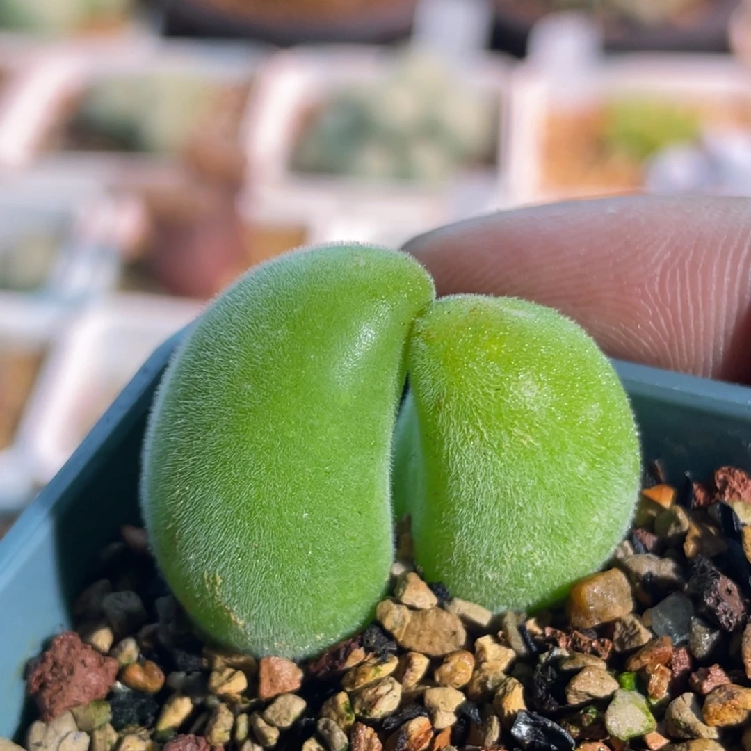 宝辉玉植物一物一拍