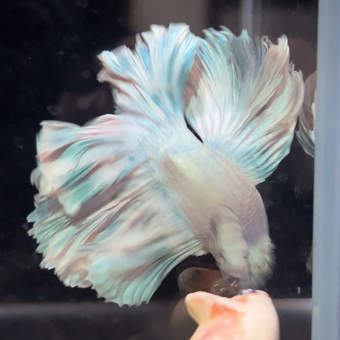 斗鱼28号绿白玉色