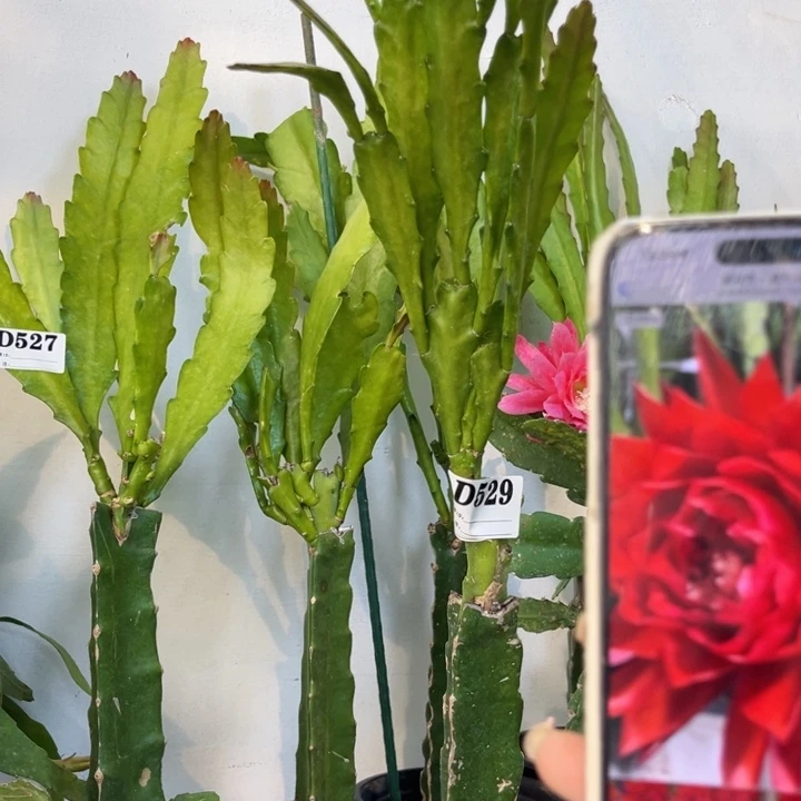 当前无花栽培后可以开花529