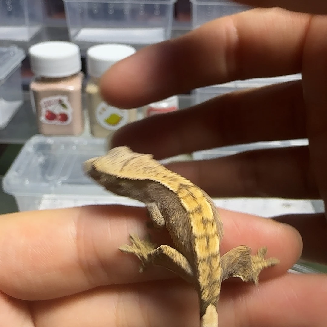 睫角守宫睫角守宫大幼