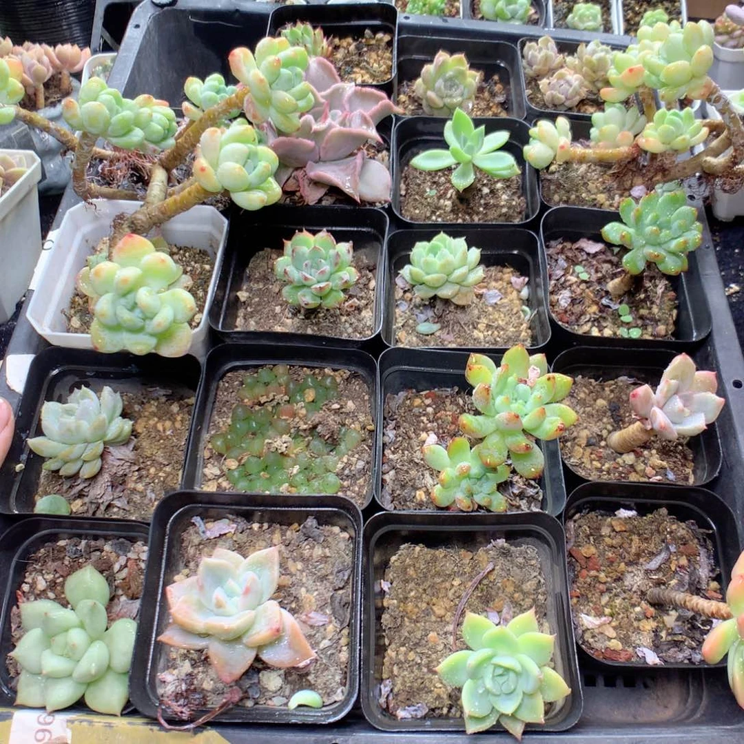 无花朵Q40英语英语英语英语英语英语