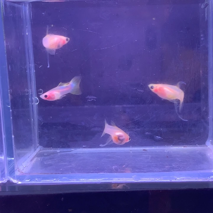 孔雀鱼幻彩粉猫缎带2对