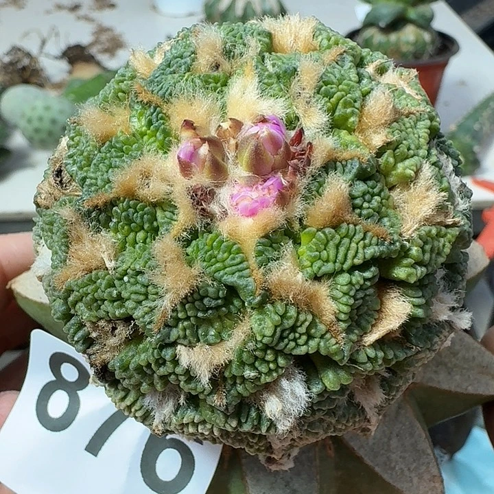 无花朵颗粒盾牌大尤黑锦879