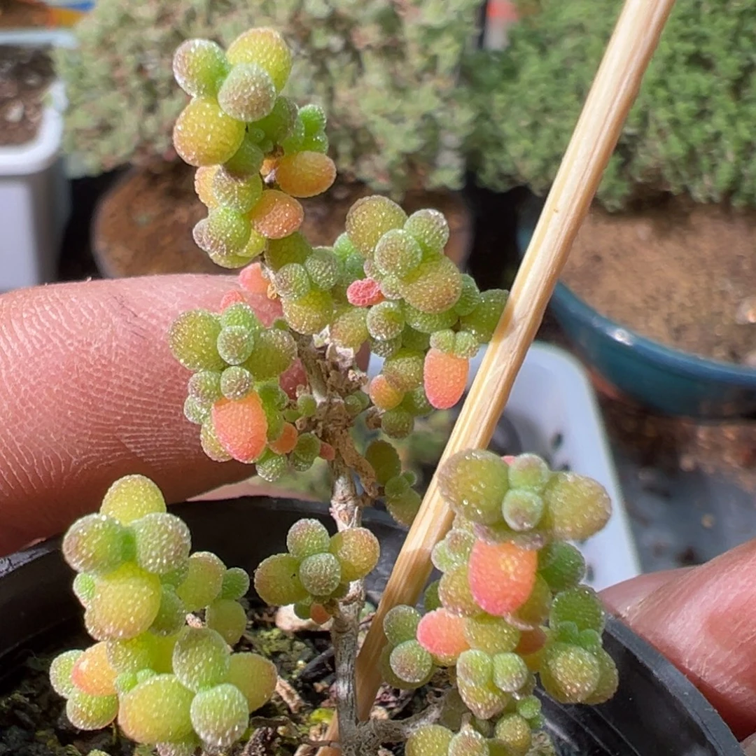 可爱多米粒50杯状态老桩