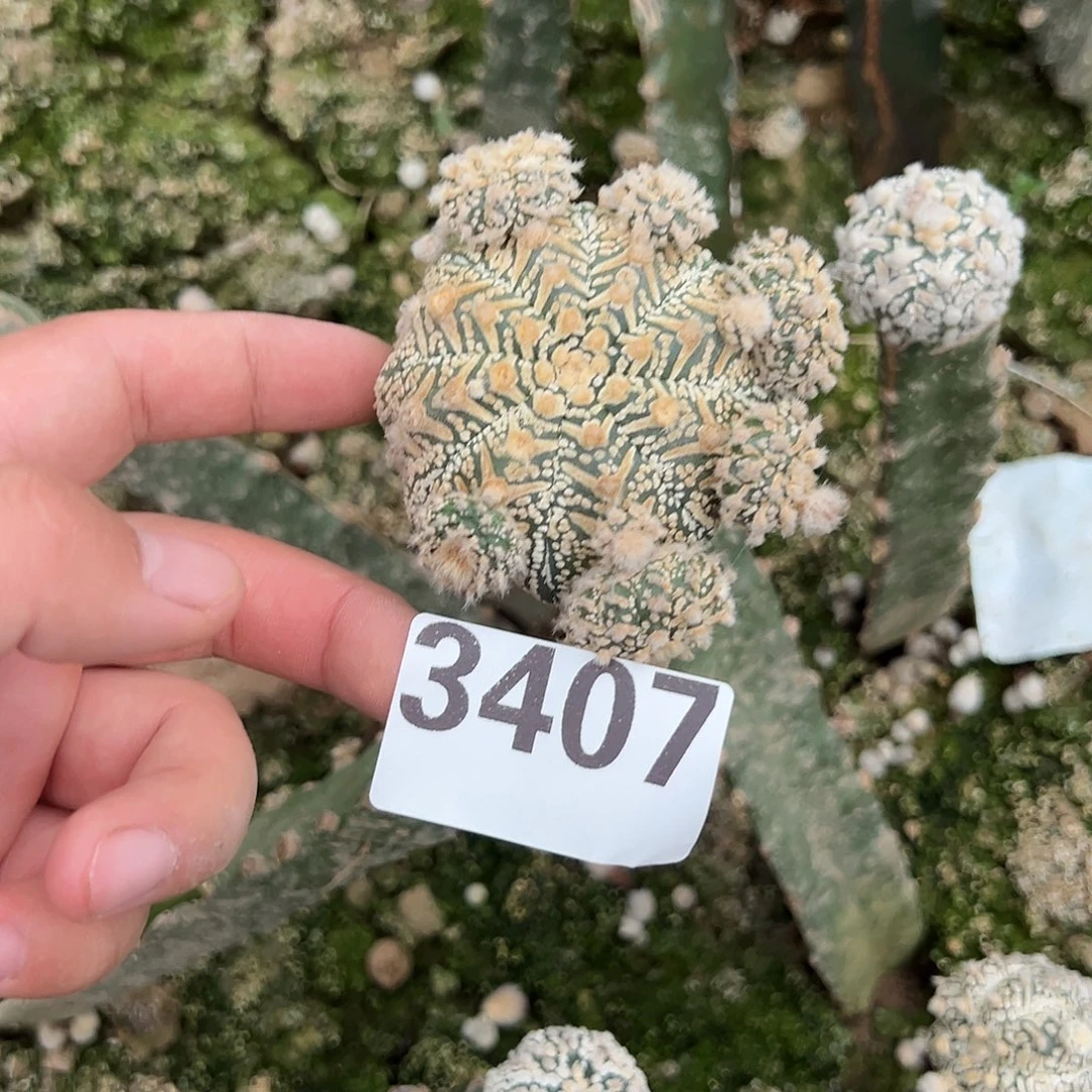 琉璃v兜群仙人球3407号