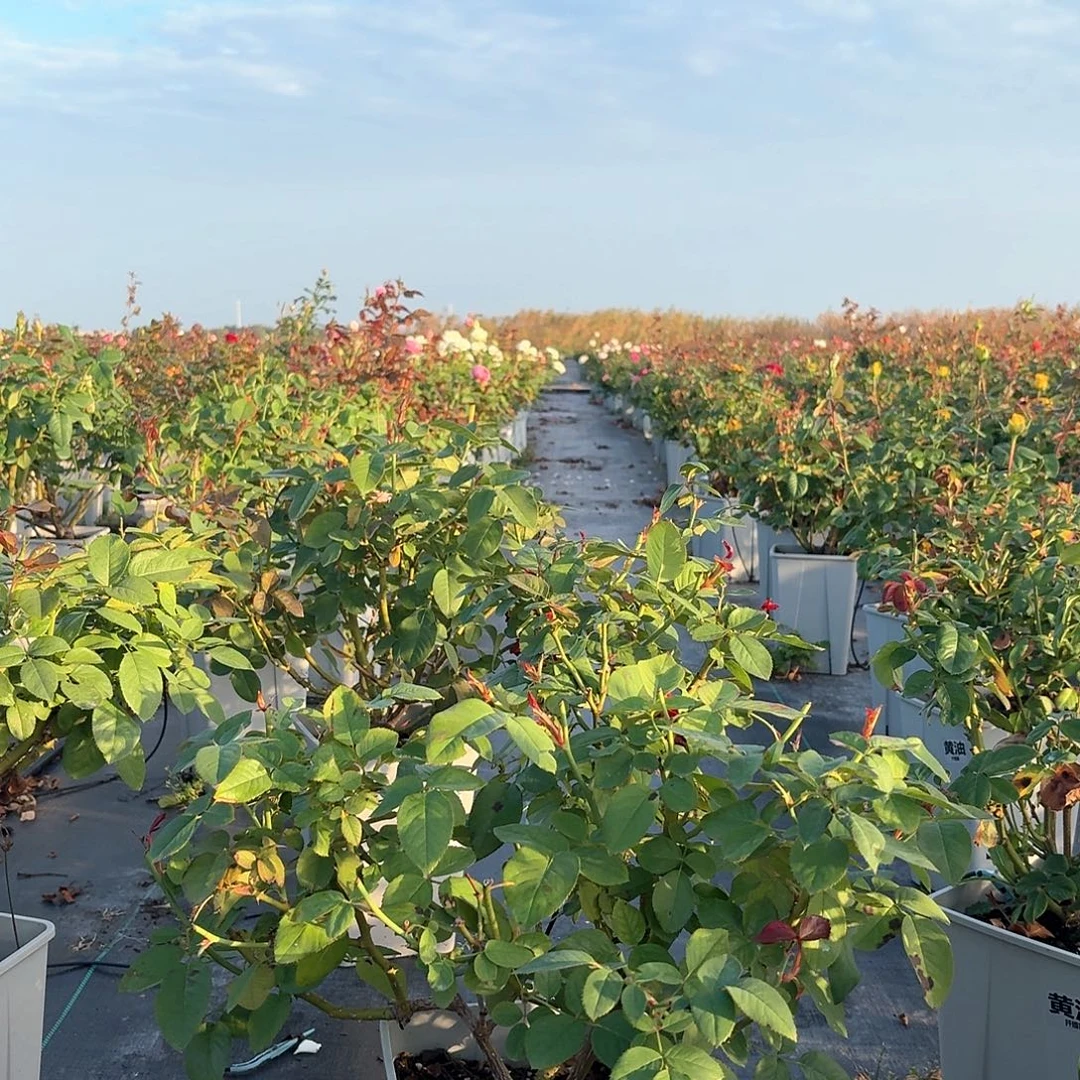 当前无花朵，栽培后可花朵116