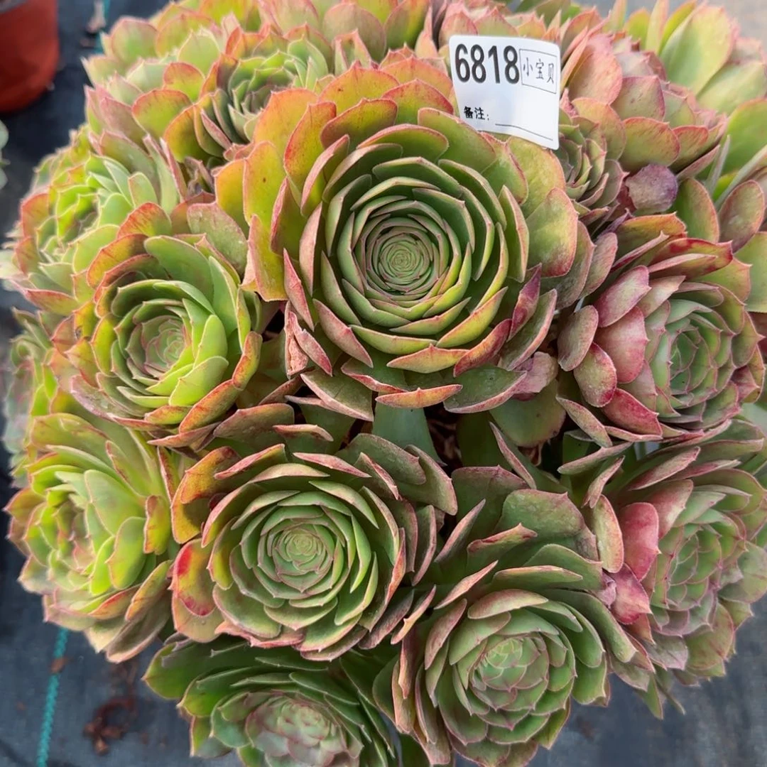 搞****！6818万圣节多肉多肉