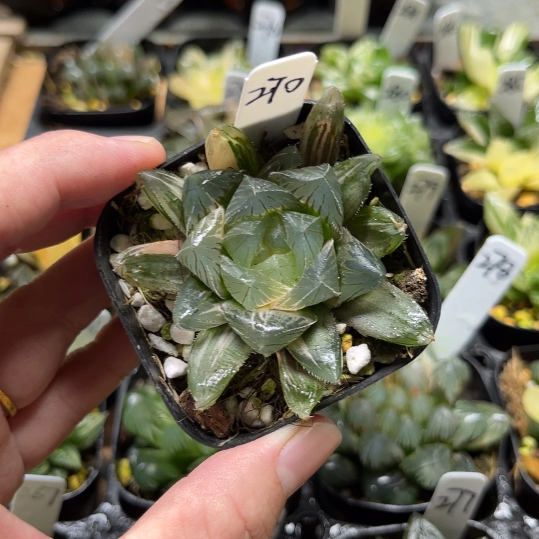 270冰魄玉露锦一物一拍