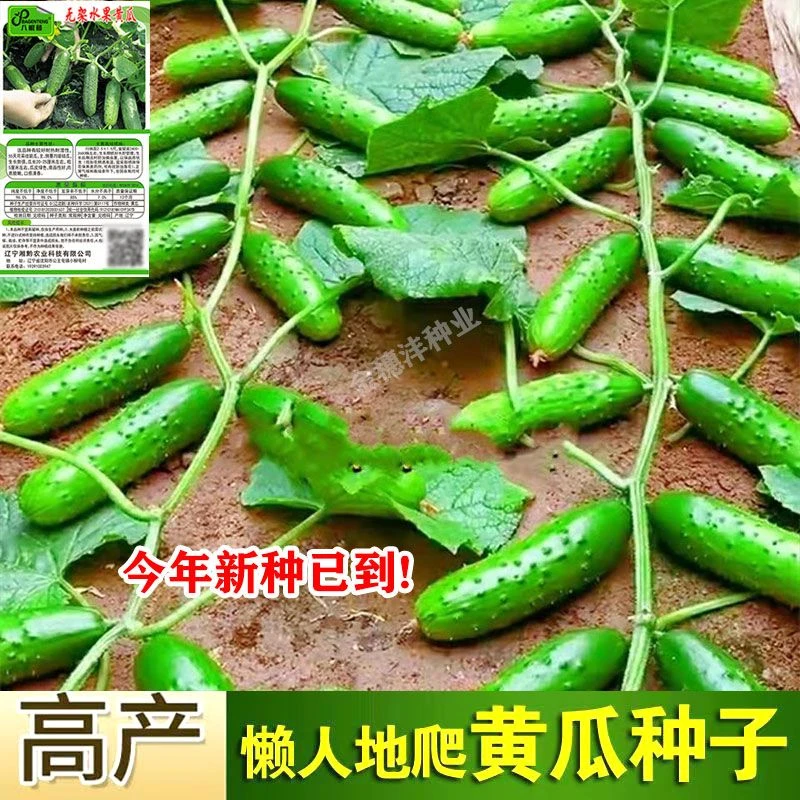 懒人黄瓜种子地爬不搭架水果黄瓜种子爬满地盆栽四季播种蔬菜种籽
