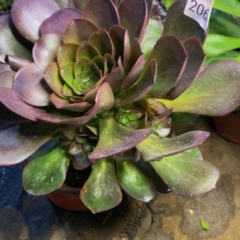 魅金玫瑰多肉植物2065