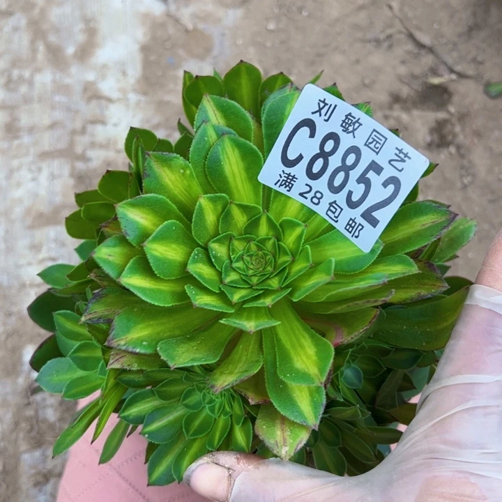 无根多肉植物法师知否8852