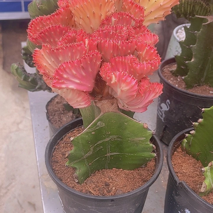 大戟科多肉植物粉黛麒麟60