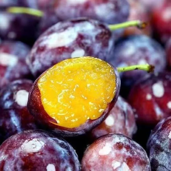 【当日现摘】新鲜西梅甜西梅当季新鲜水果现摘脆甜西梅包邮