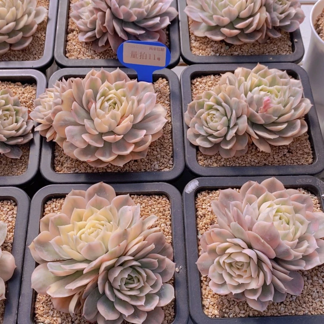 量拍11号 昂斯诺锦双头一个