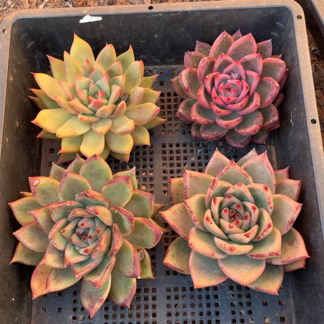 30包邮，断枝不包售后