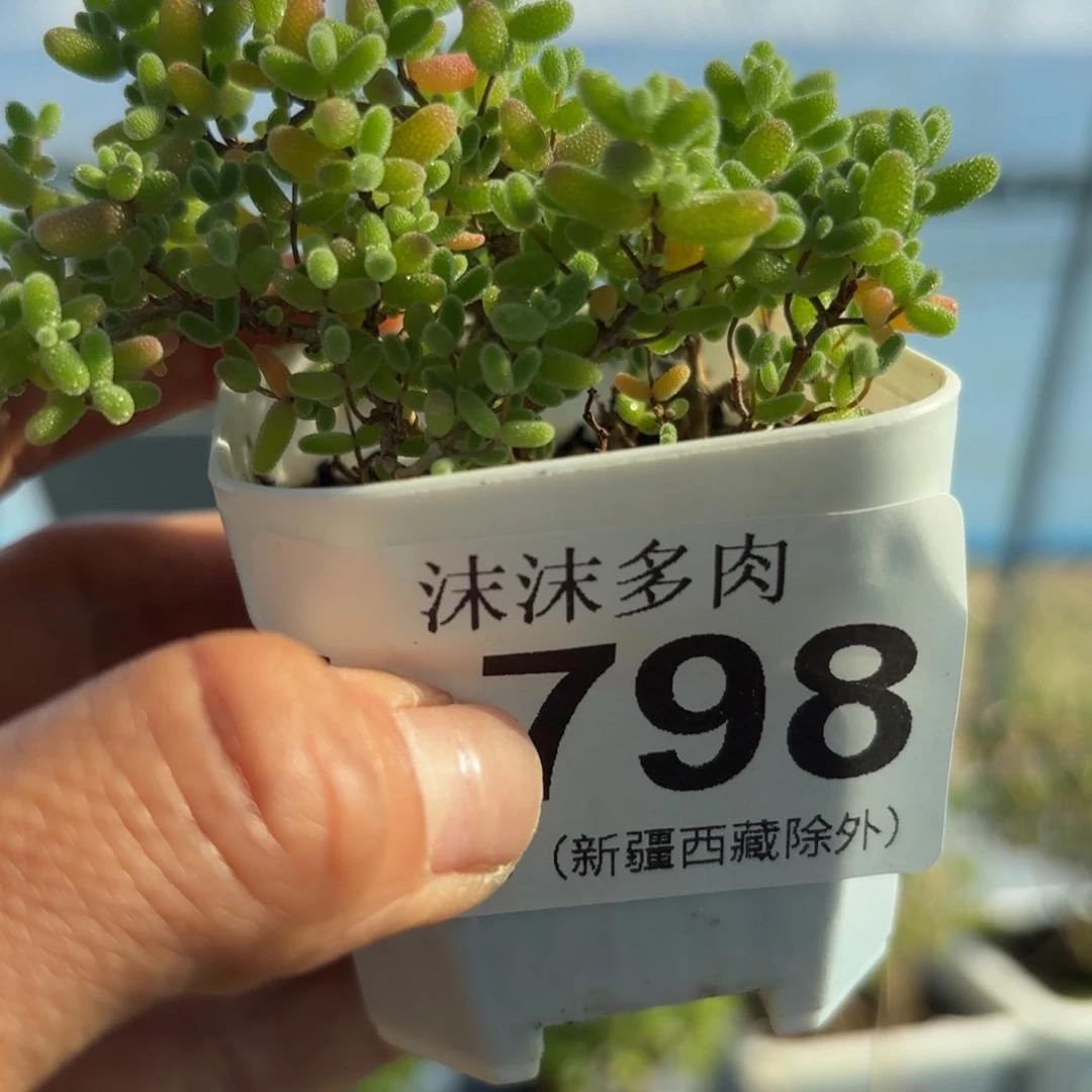 798蜜橘糖球福利枝干