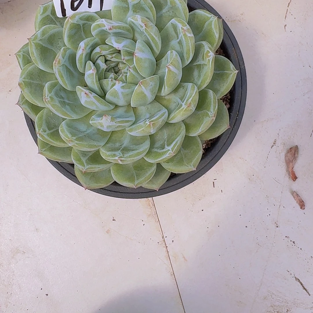 菲***1617雪花珍妮多肉植物