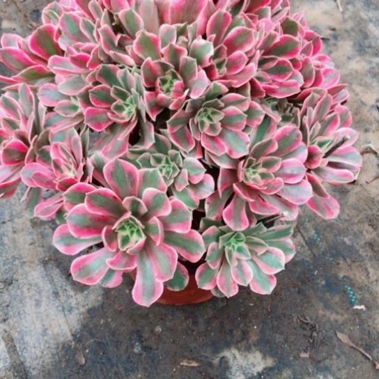 上****无花朵女妖法师多肉植物36号