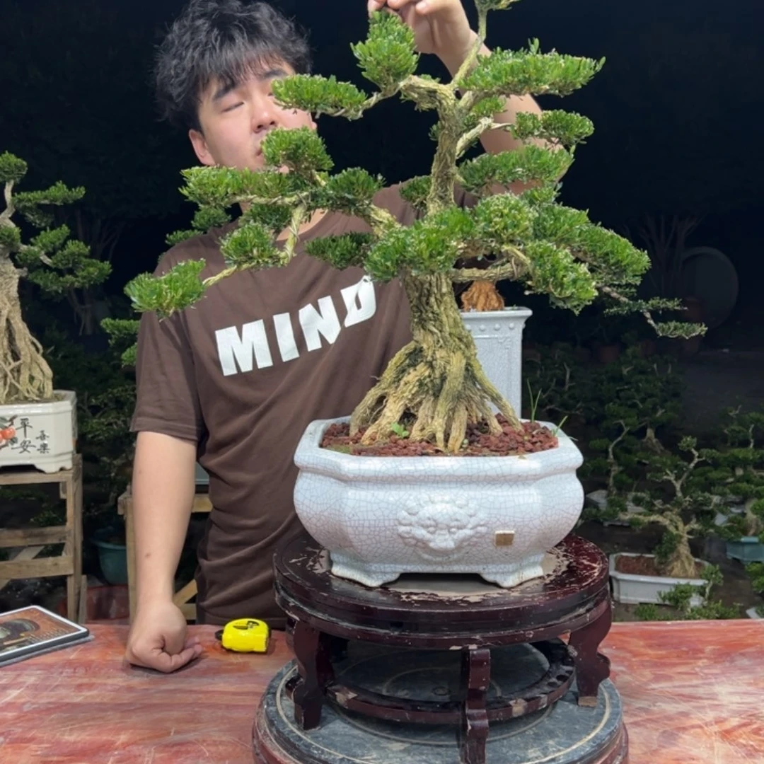 陈***安无花朵广东皱皮雀舌黄杨