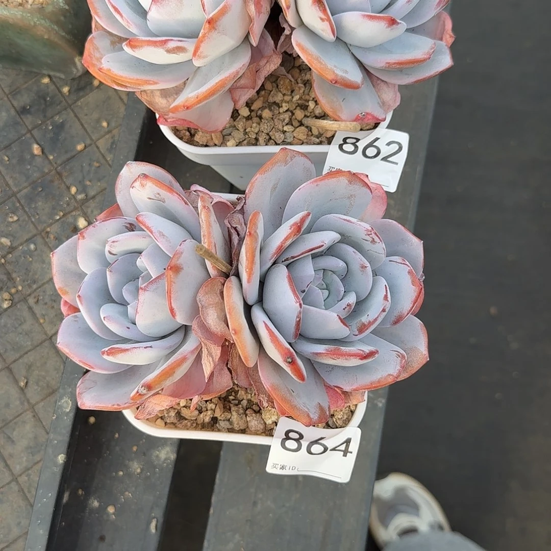 白***兔862、864 多肉 售后范围：签收起7天内