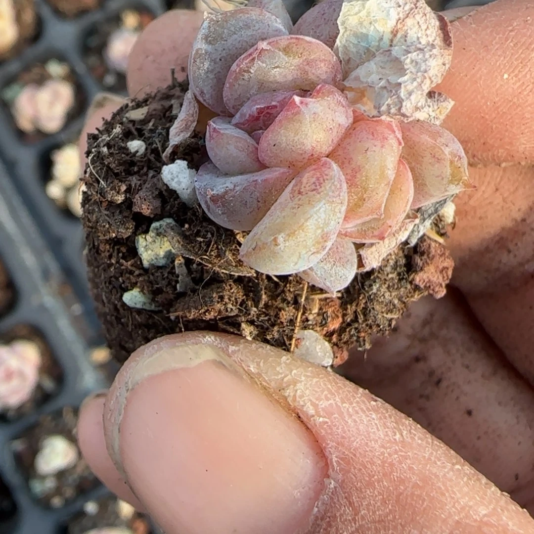 多肉小卡拉米糖心一物一拍