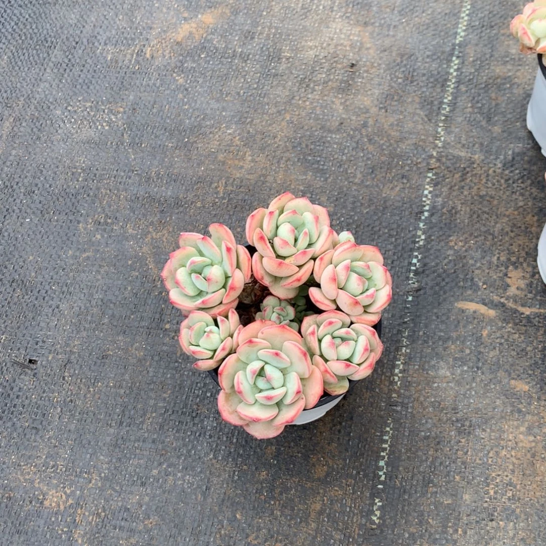 我是第二十届亚洲锦标委员