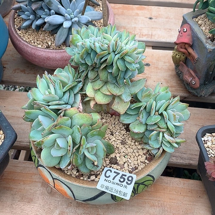 白凤缀化 759 满百送可爱玫瑰缀化