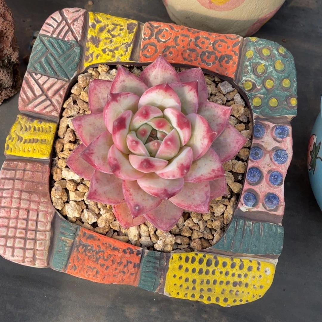 单头卡血斑卡系单头