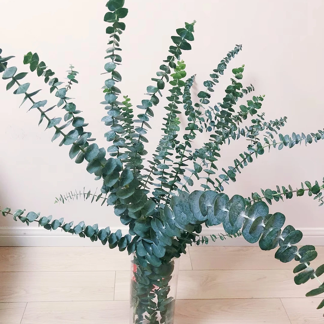 【尤加利叶】尤加利叶1把  基地直发 | 全场任意满两单鲜花包邮