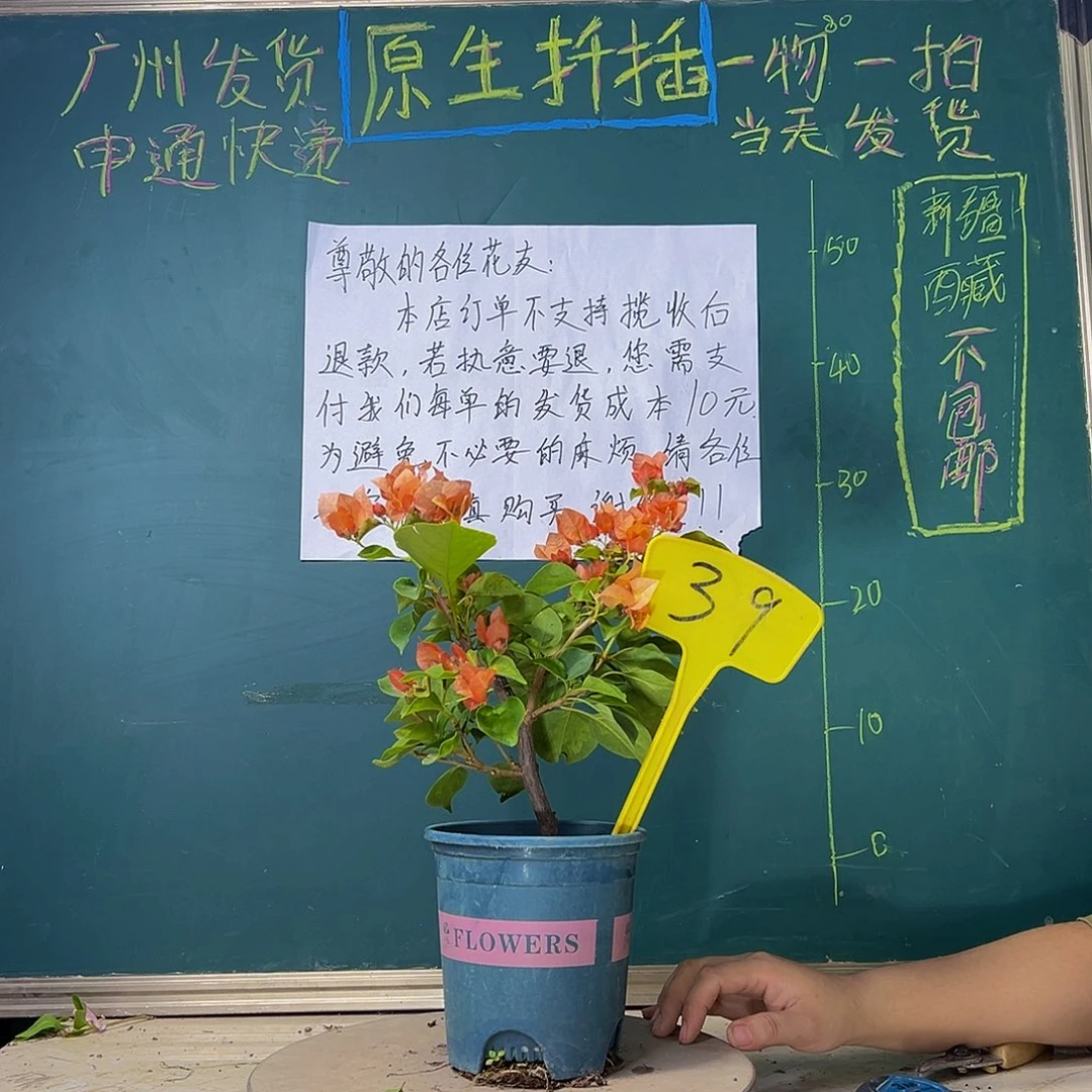 当前无花栽培后可以开花落日 39