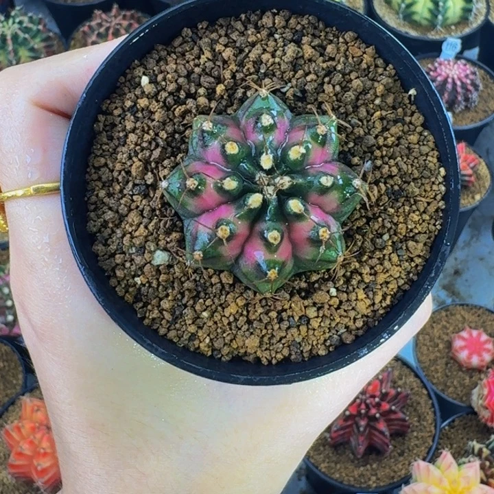 樱花穹顶000000000209