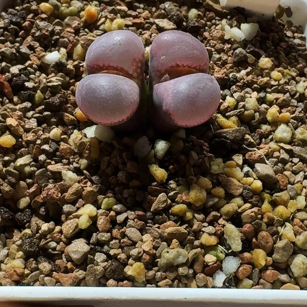 爱***猫多肉植物福利风铃907