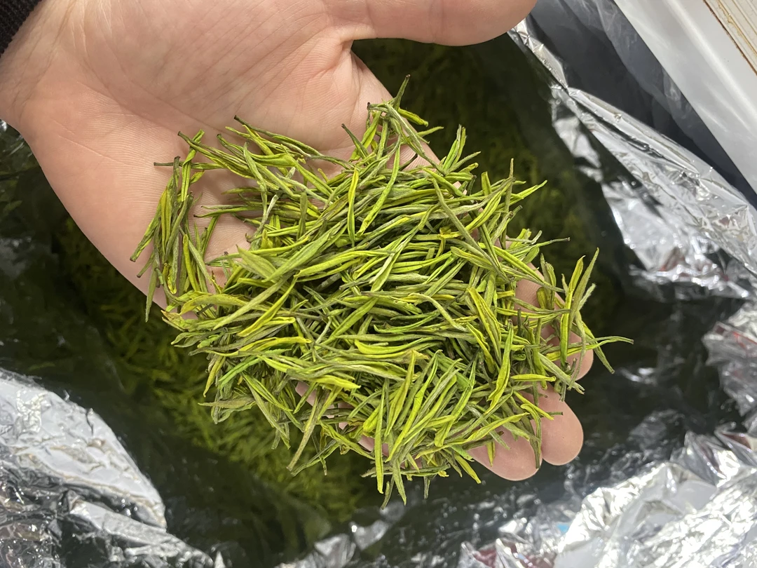 25年明前黄金白茶3-5-0 兰花香一芽两叶 鲜爽回甘好看好喝